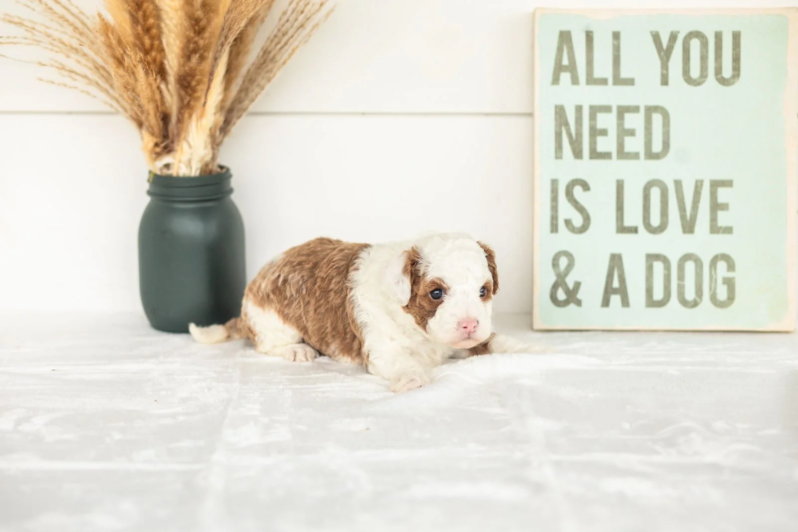 Wonton goldendoodle for sale(4).jpg