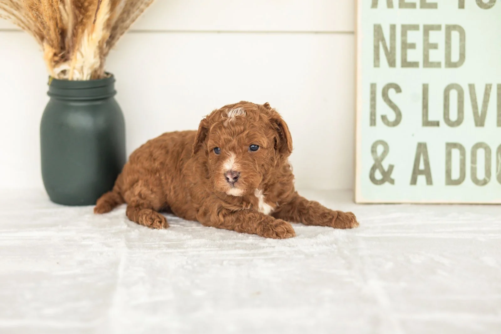 Waffles goldendoodle for sale.jpg