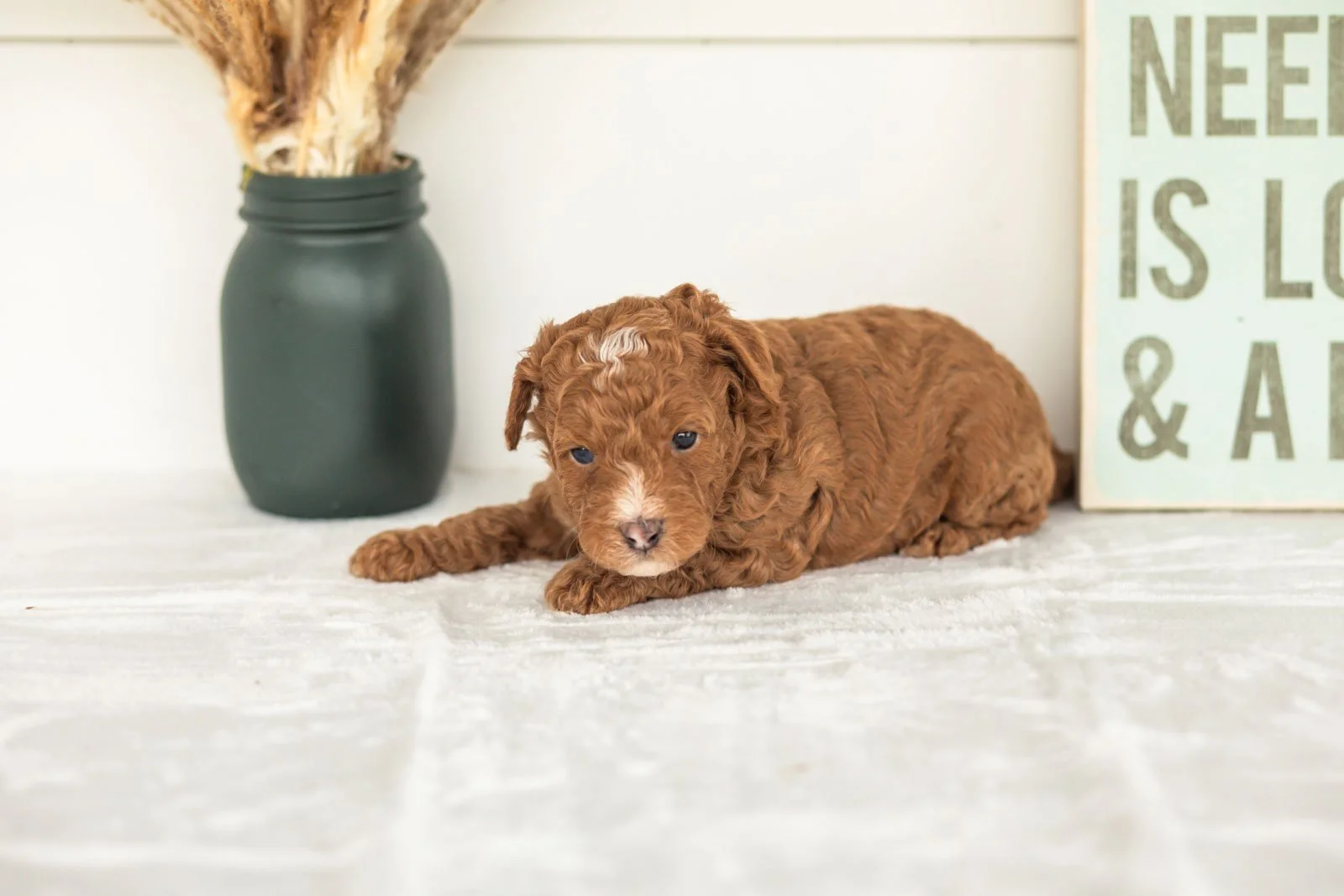 Waffles goldendoodle for sale(1).jpg