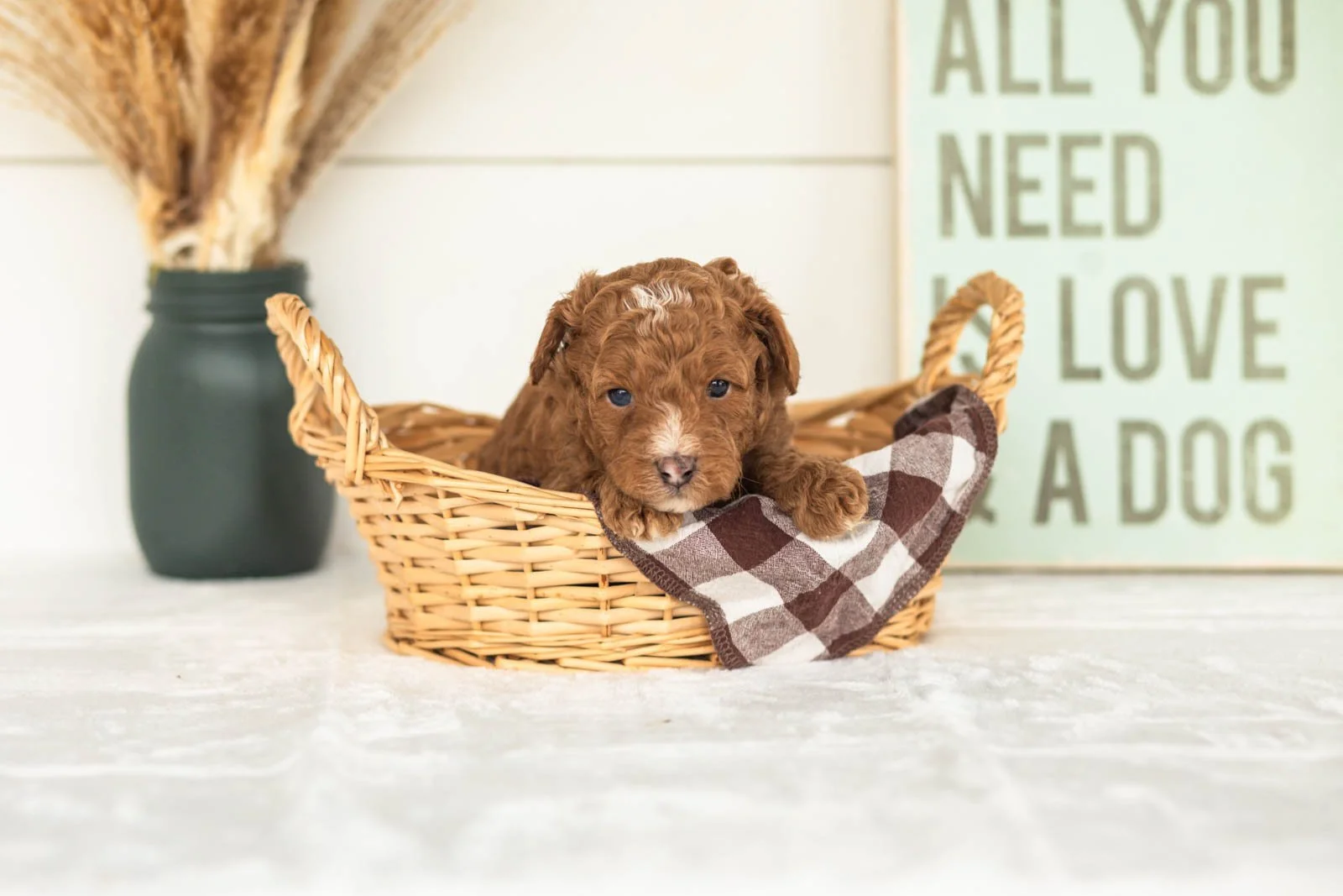 Waffles goldendoodle for sale(2).jpg