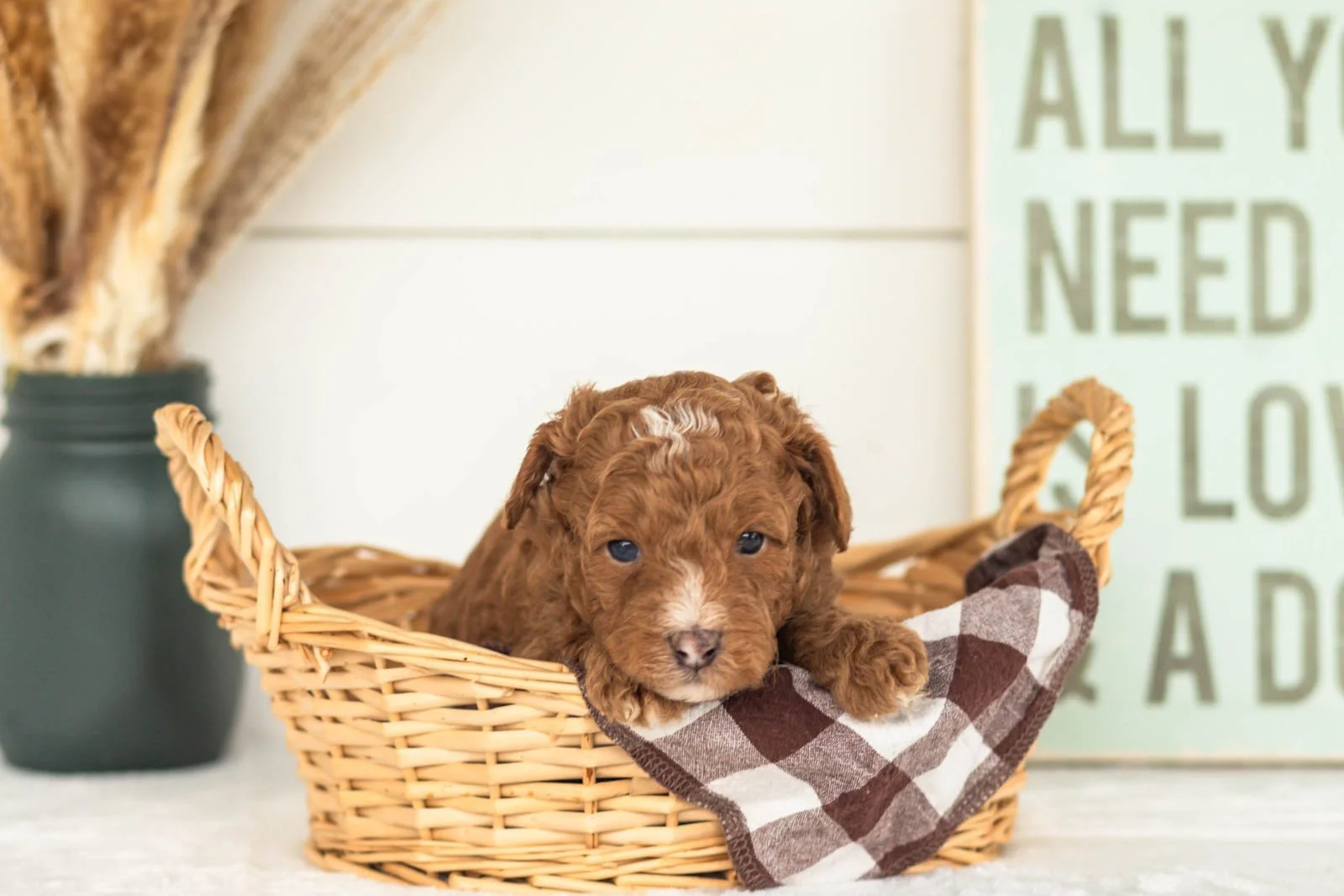Waffles goldendoodle for sale(3).jpg