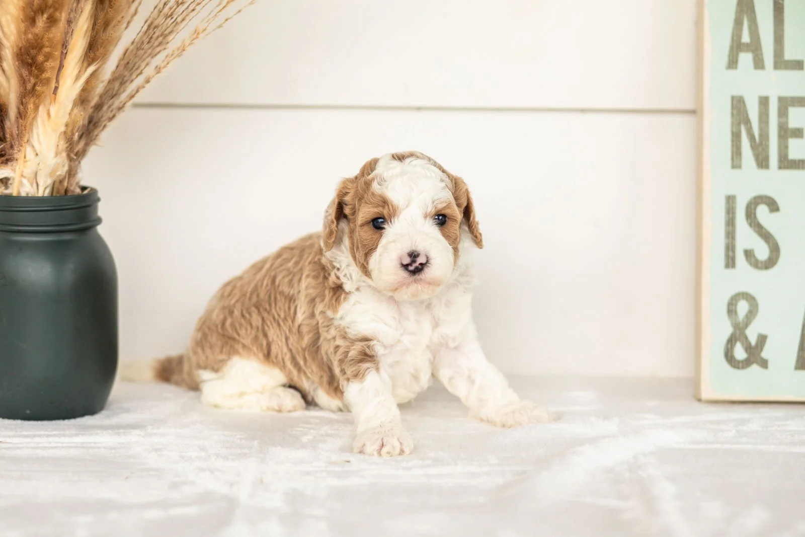 Wilder goldendoodle for sale.jpg