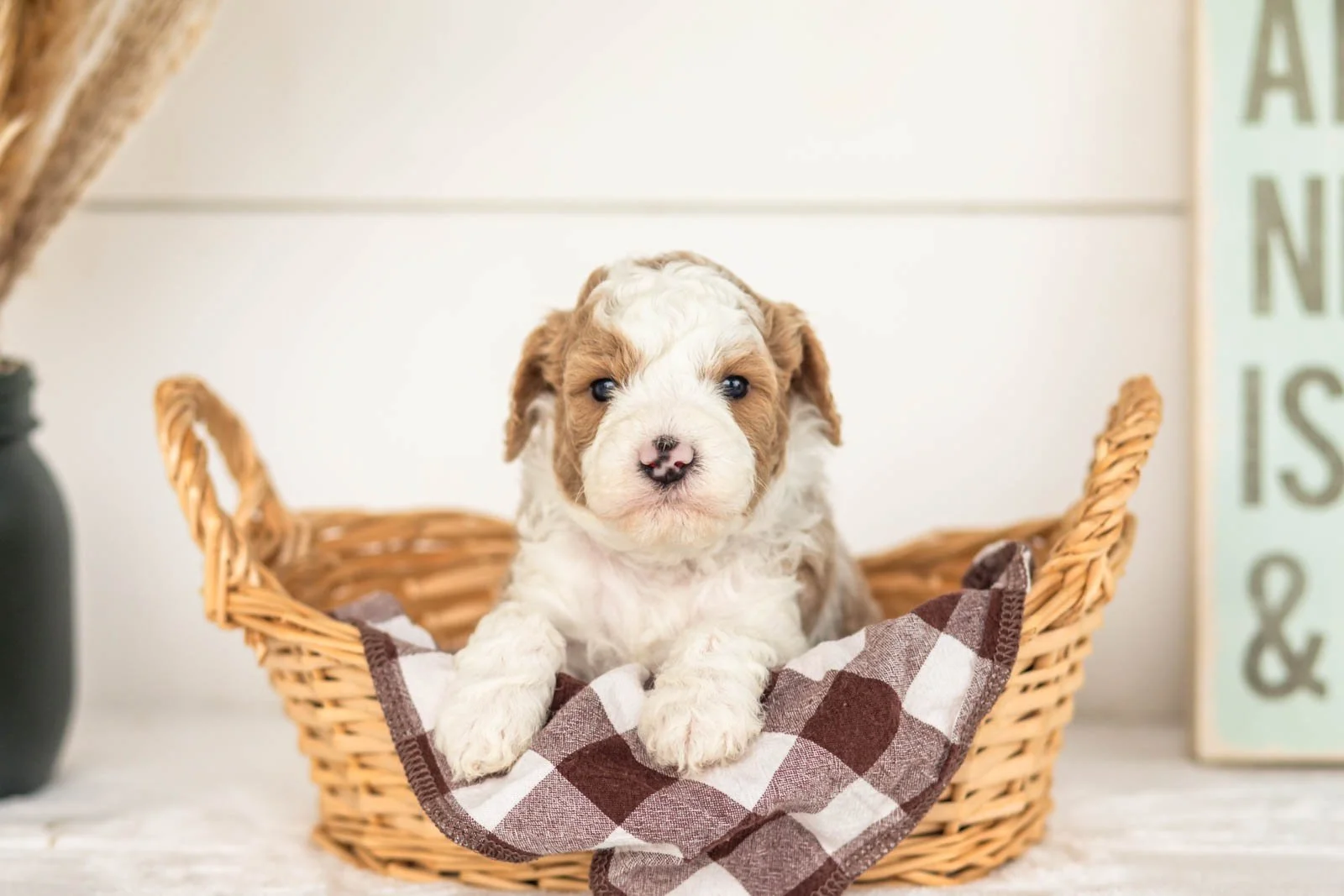 Wilder goldendoodle for sale(1).jpg