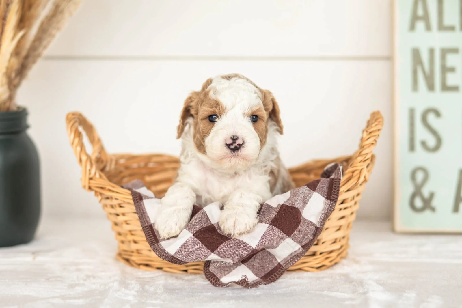 Wilder goldendoodle for sale(4).jpg