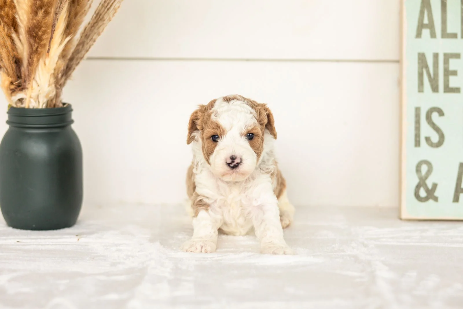 Wilder goldendoodle for sale(2).jpg