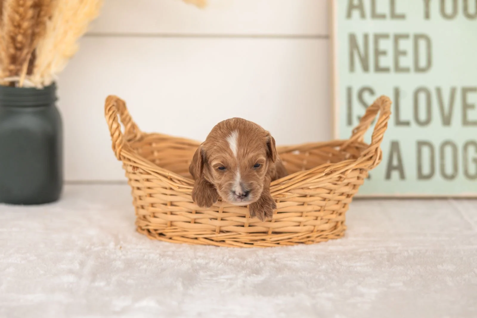 Flicka goldendoodle for sale.jpg