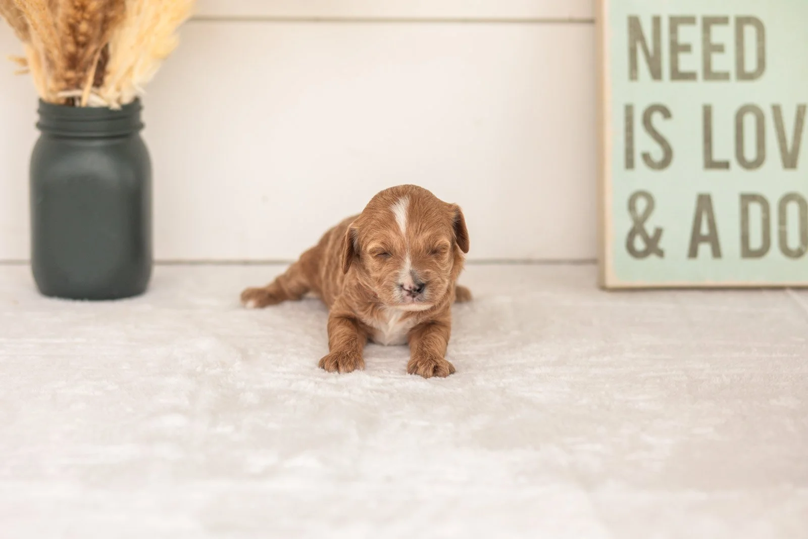 Flicka goldendoodle for sale(2).jpg