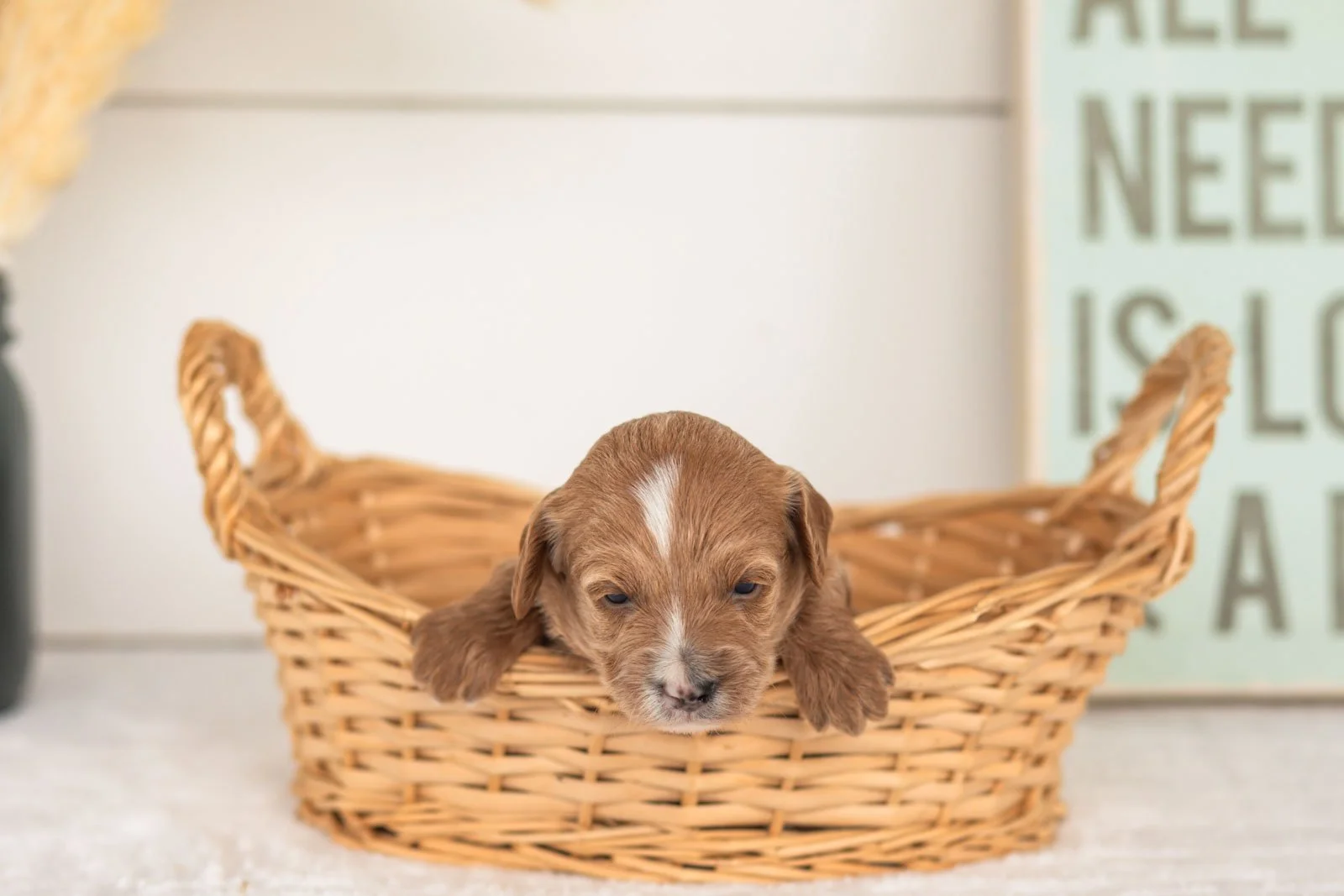Flicka goldendoodle for sale(1).jpg
