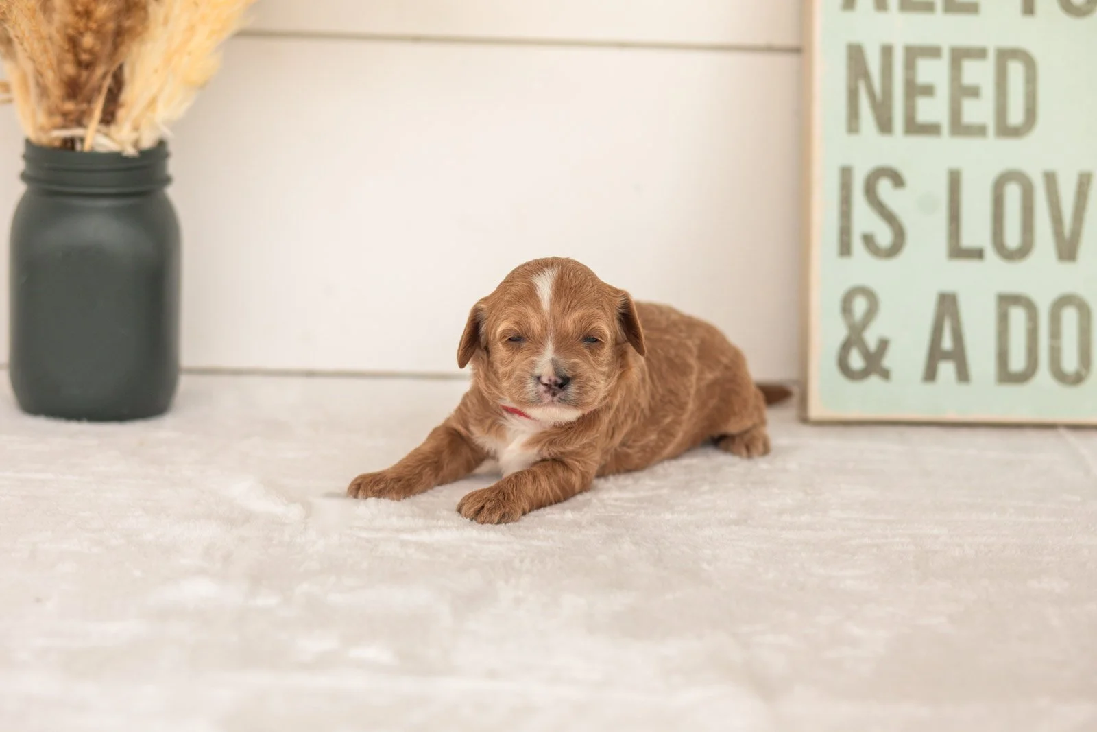 Flicka goldendoodle for sale(4).jpg
