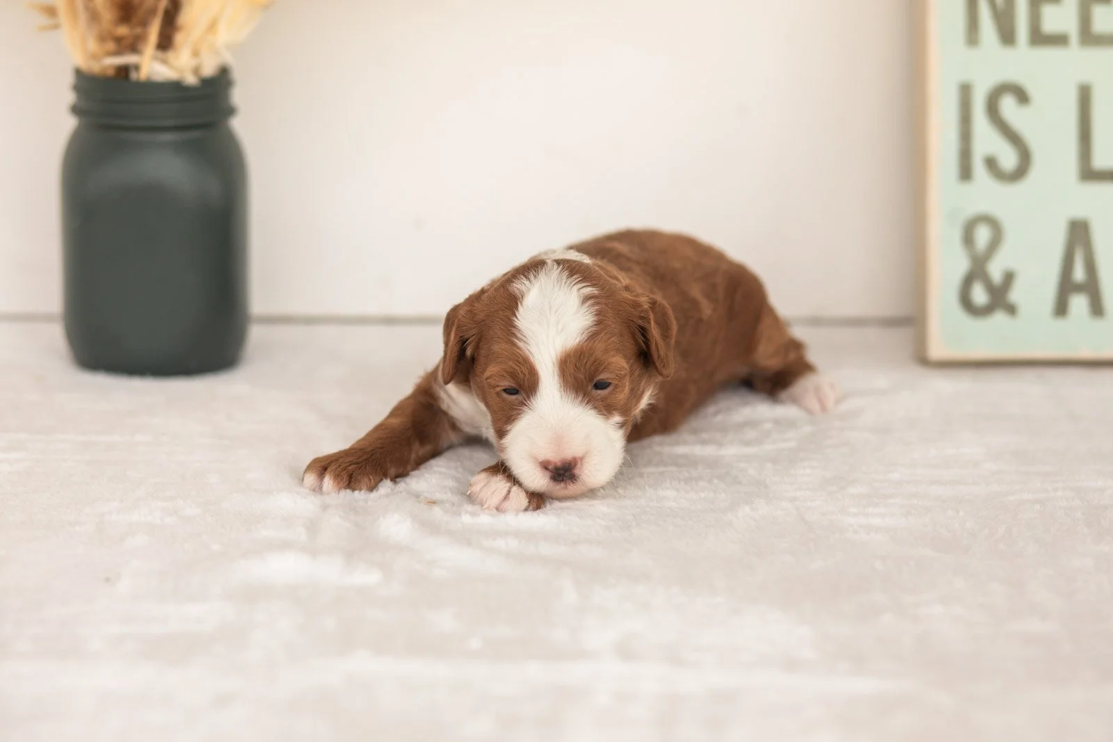 Ruffian goldendoodle for sale.jpg
