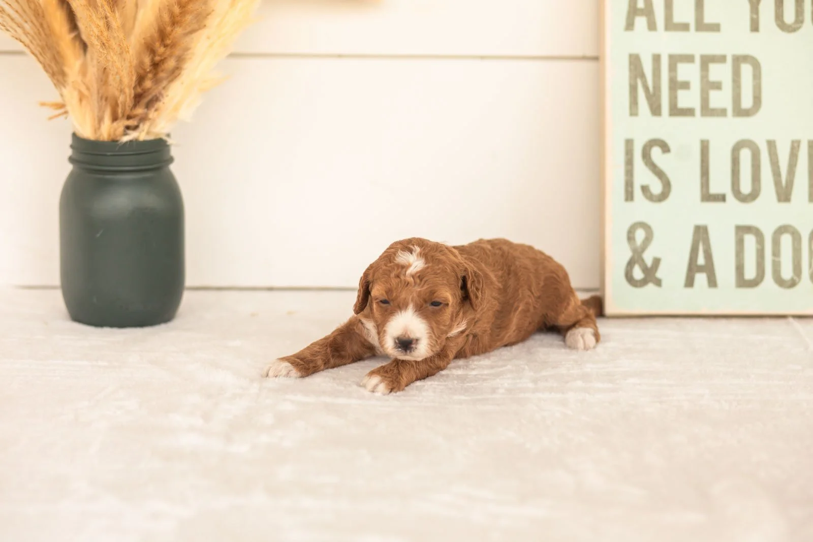 Zenyatta goldendoodle for sale.jpg