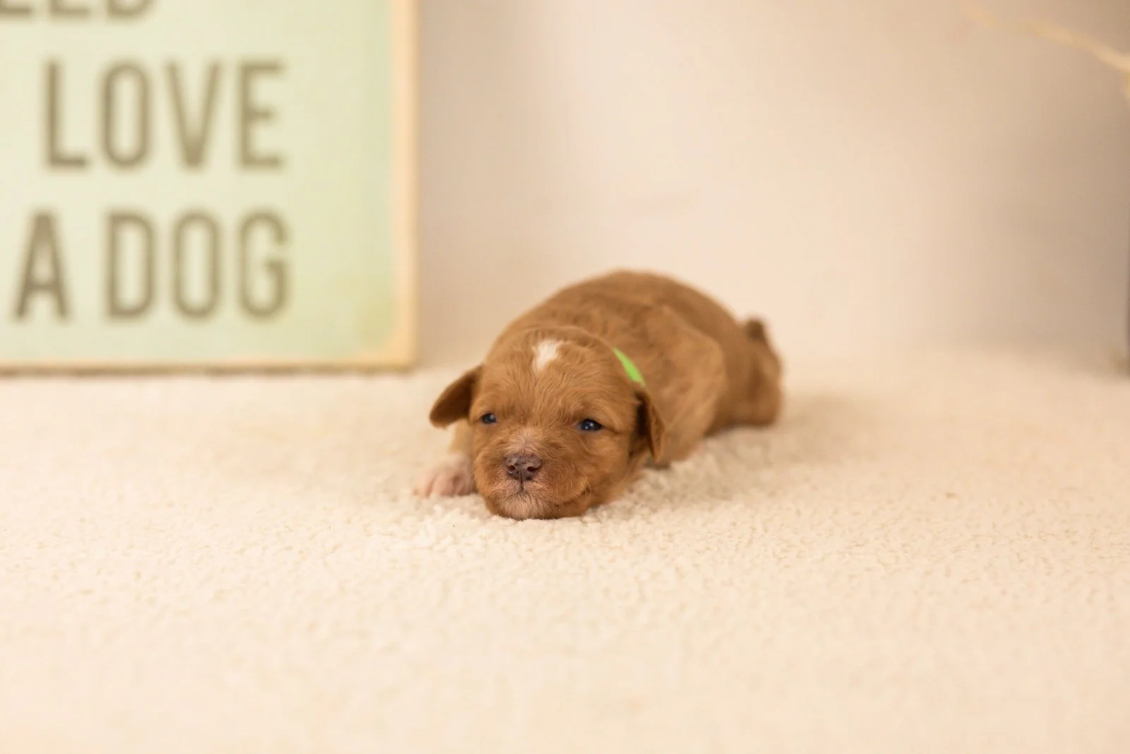 tigers goldendoodle for sale(1).jpg