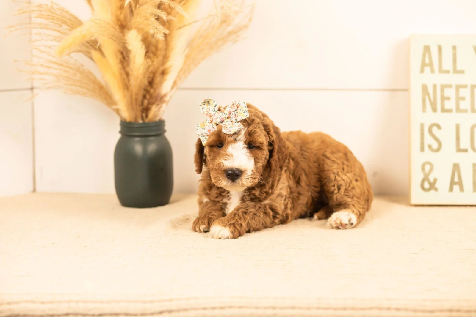 Lanie goldendoodle for sale.jpg