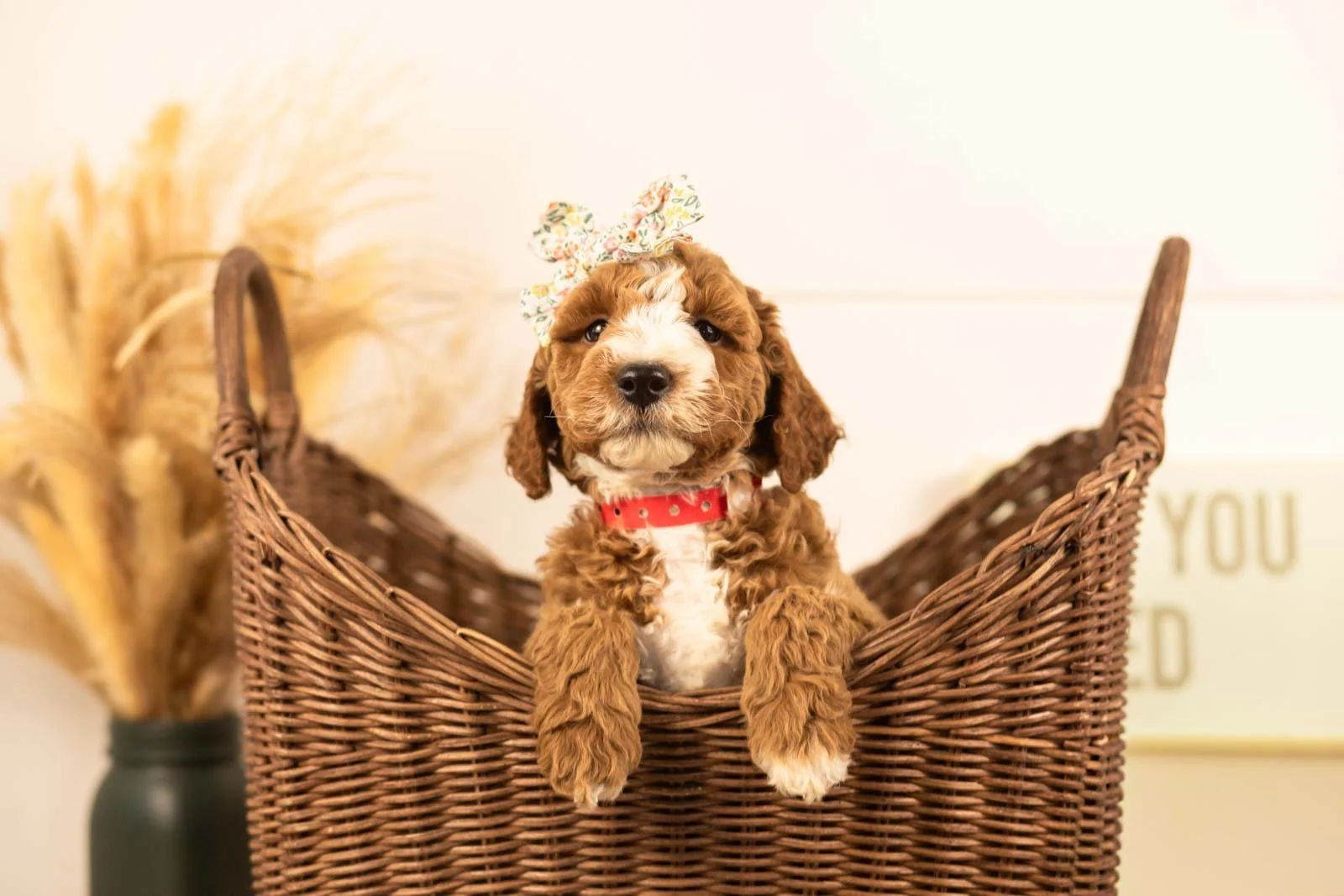 Lanie goldendoodle for sale(3).jpg