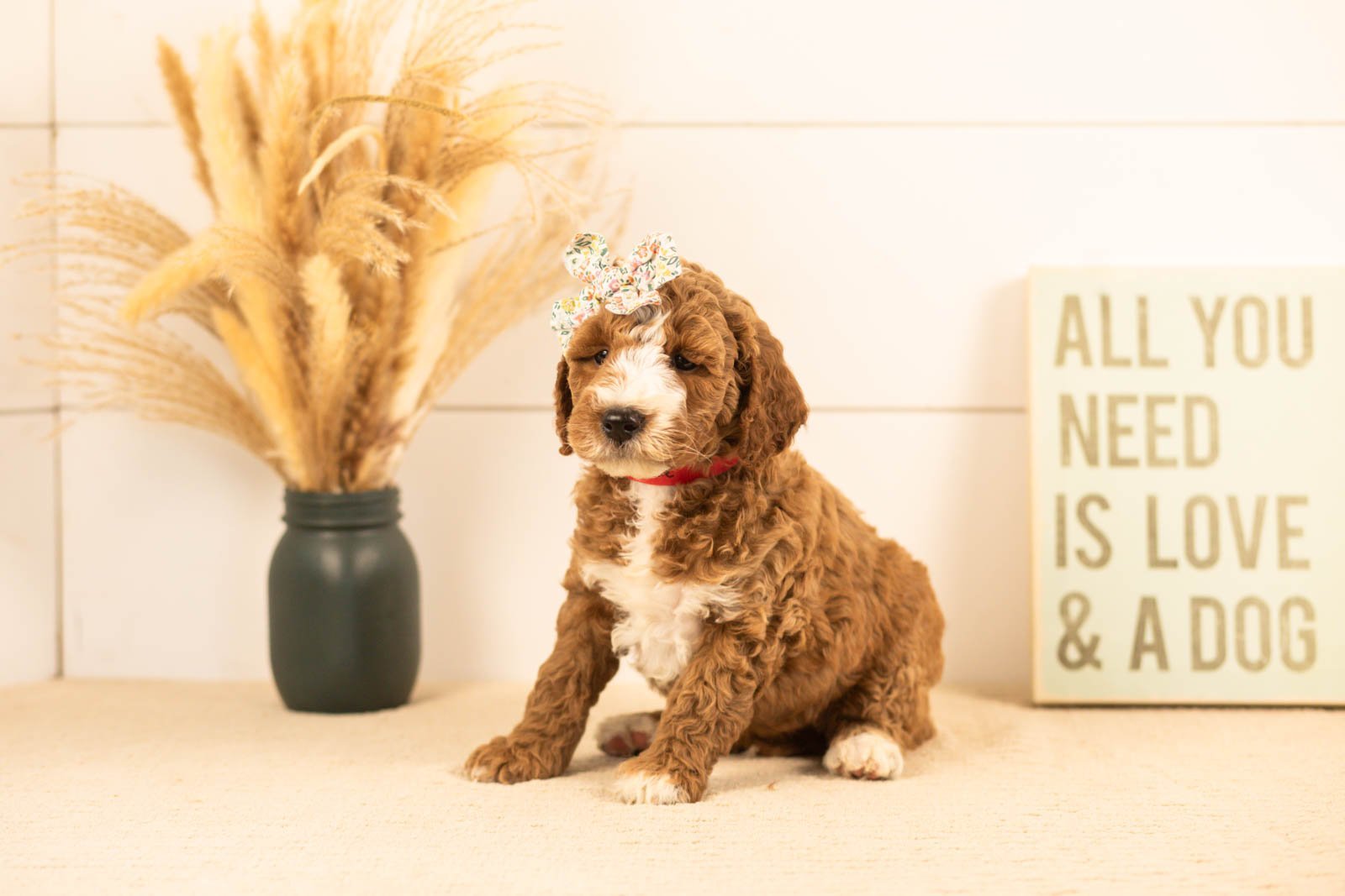 Lanie goldendoodle for sale(1).jpg