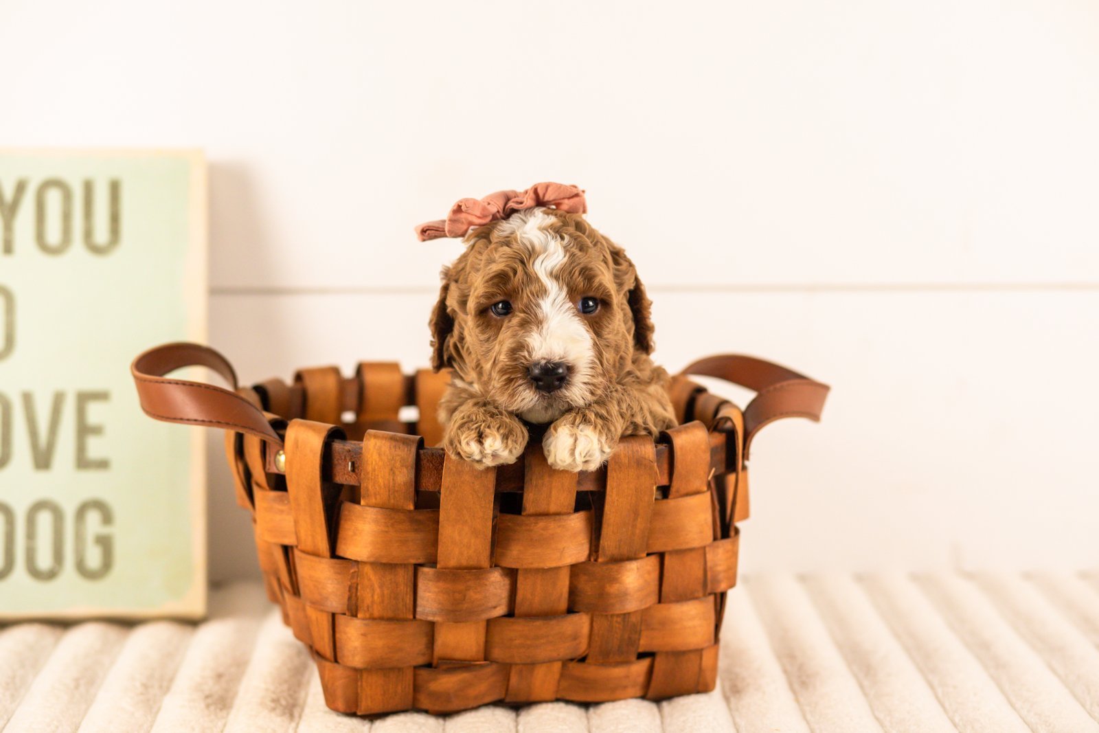 Lanie goldendoodle for sale(4).jpg