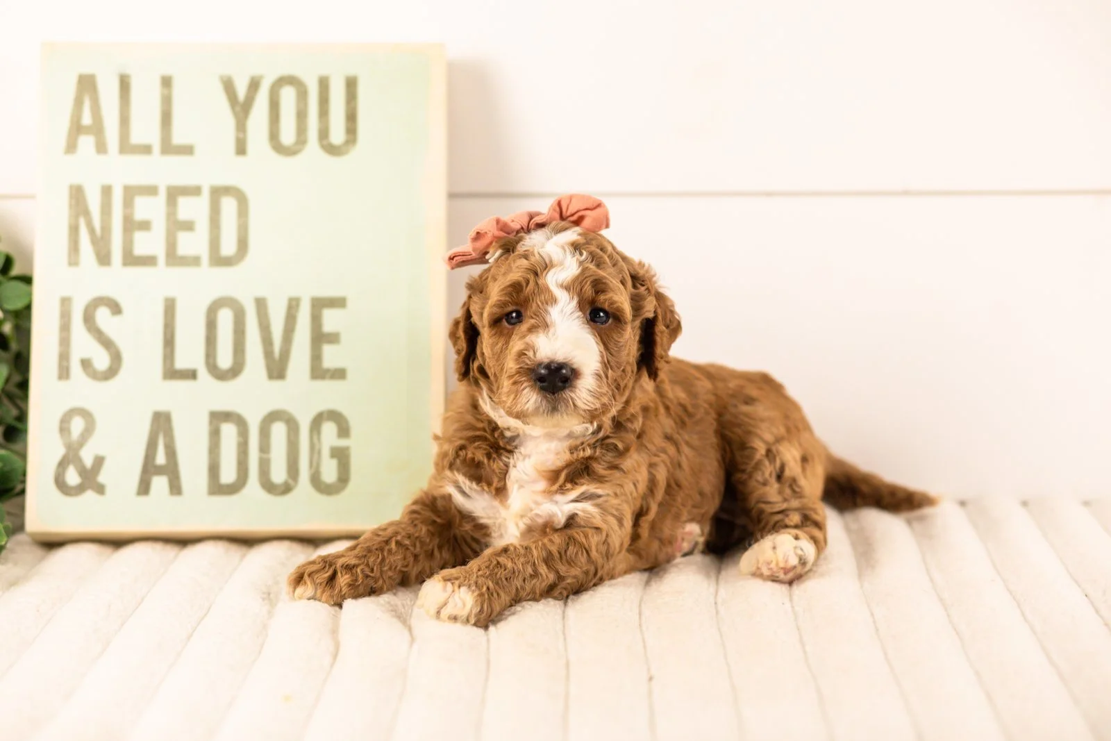 Lanie goldendoodle for sale(1).jpg