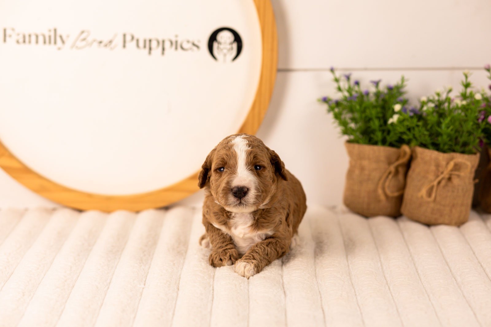 Lanie goldendoodle for sale(1).jpg