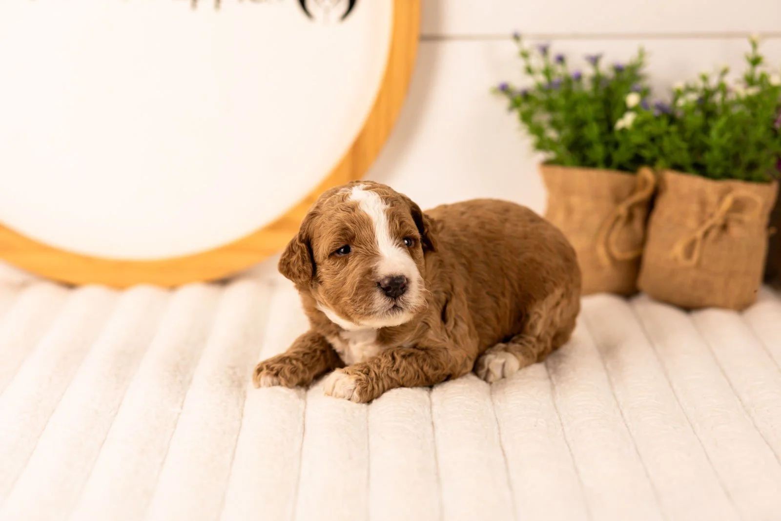 Lanie goldendoodle for sale(2).jpg