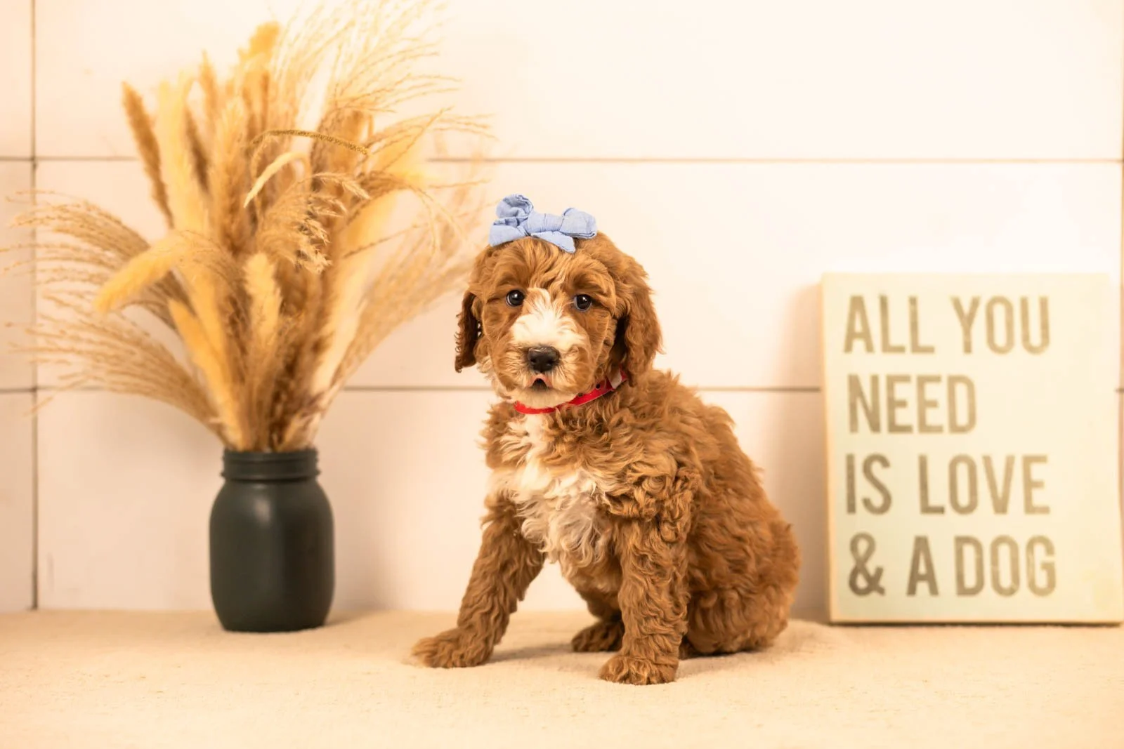 Larisa goldendoodle for sale(2).jpg