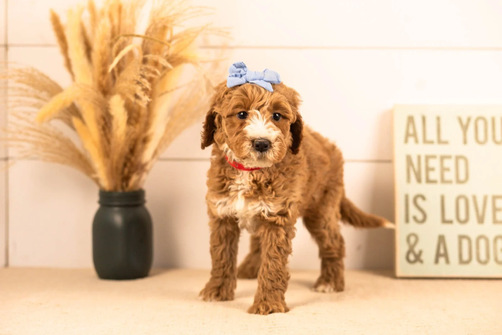 Larisa goldendoodle for sale(4).jpg