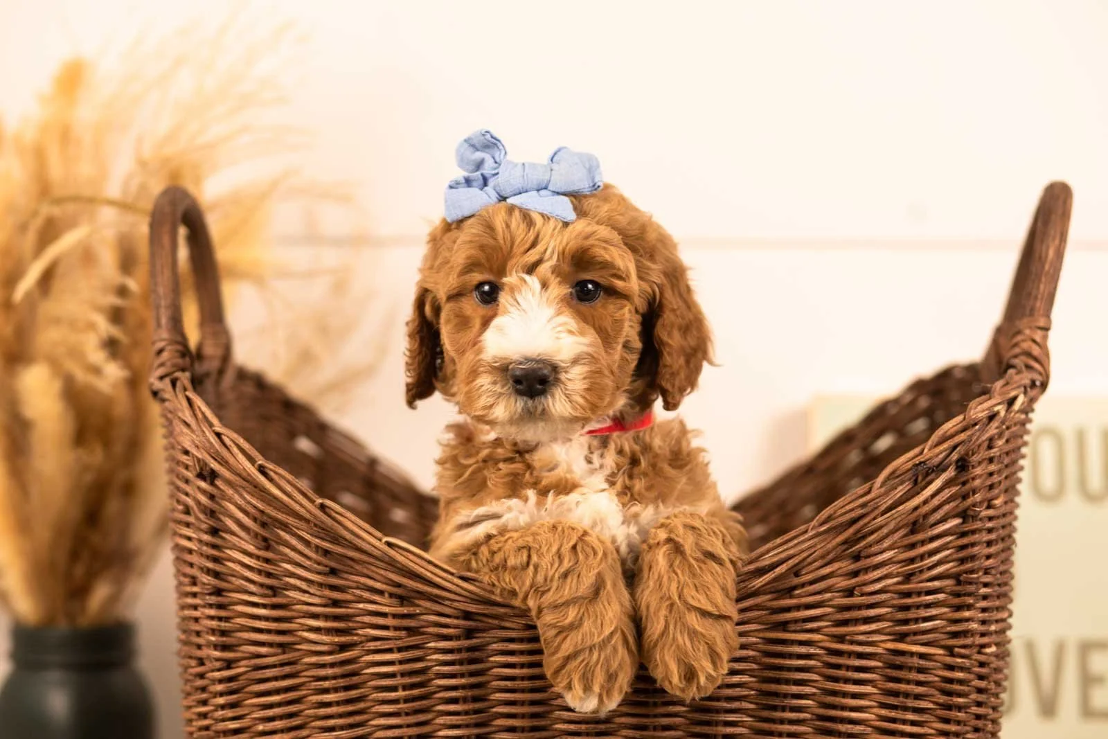 Larisa goldendoodle for sale(3).jpg
