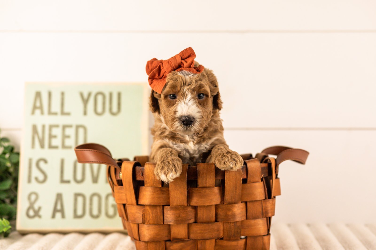 Larisa goldendoodle for sale(4).jpg