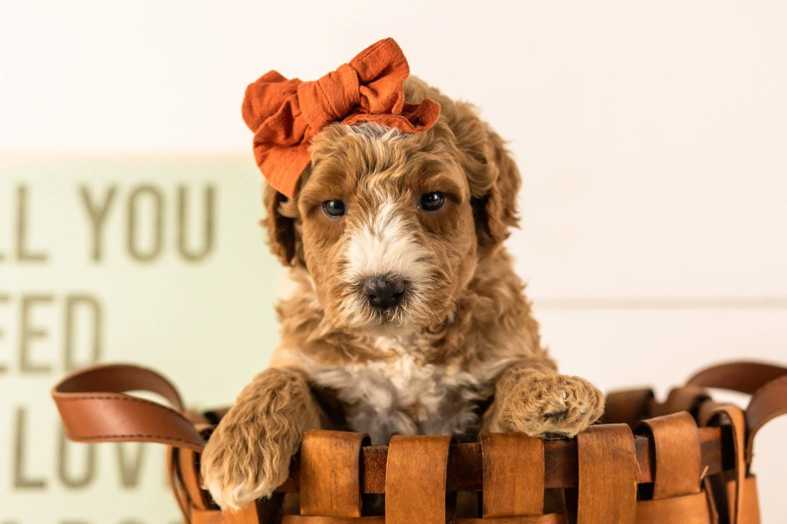 Larisa goldendoodle for sale(3).jpg
