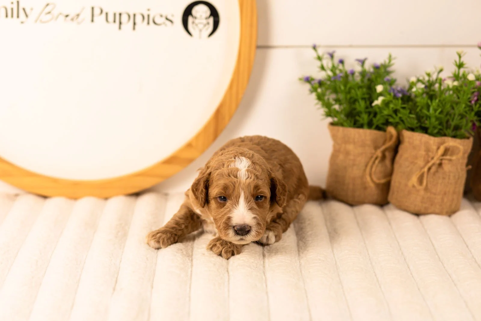Larisa goldendoodle for sale(1).jpg