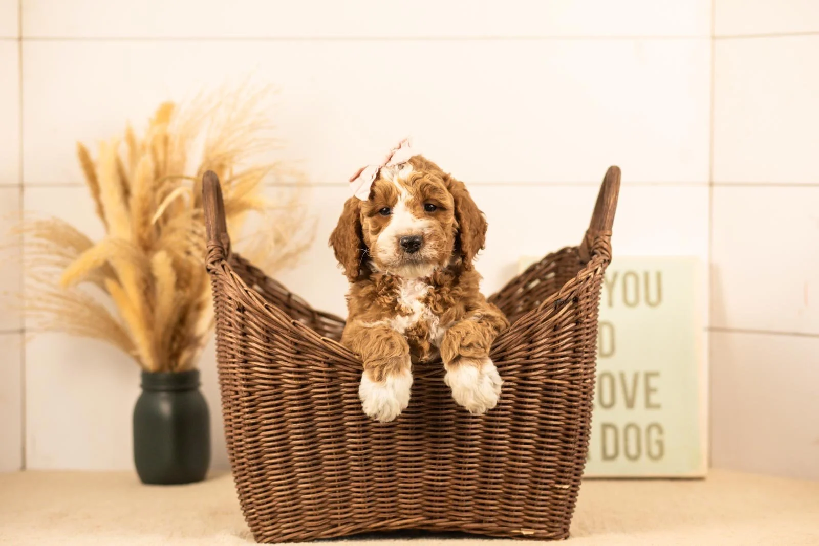 Lindsey goldendoodle for sale(2).jpg