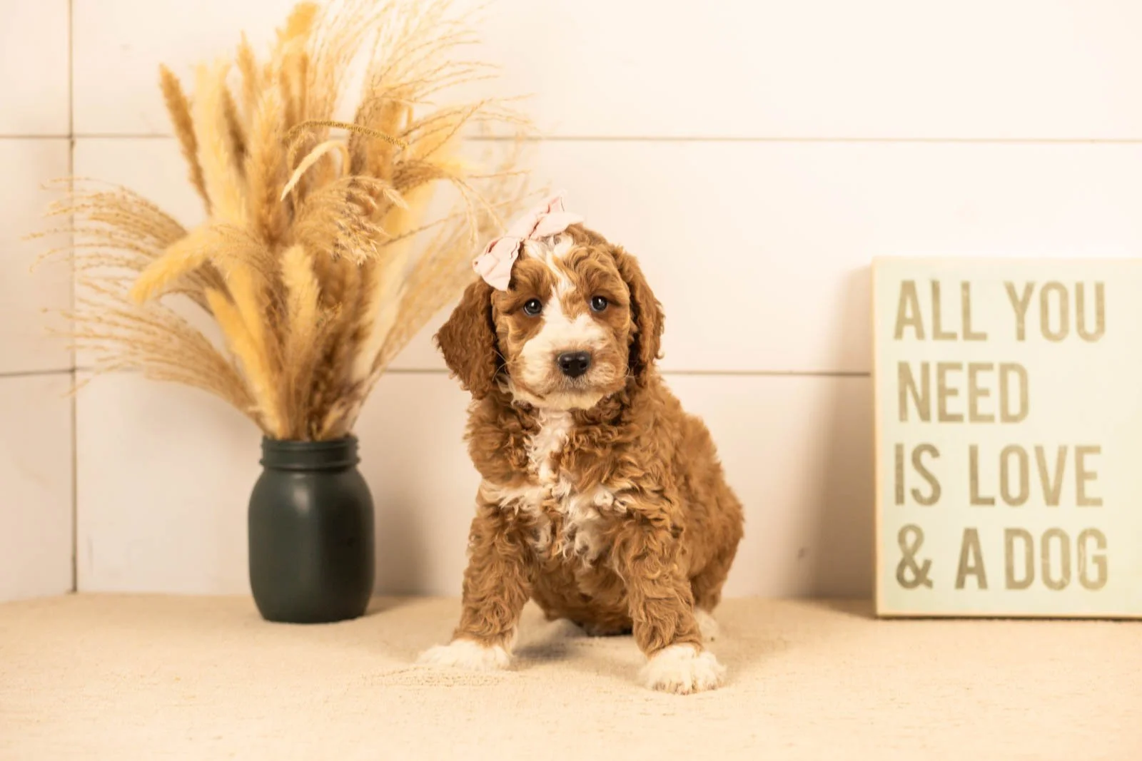 Lindsey goldendoodle for sale(4).jpg