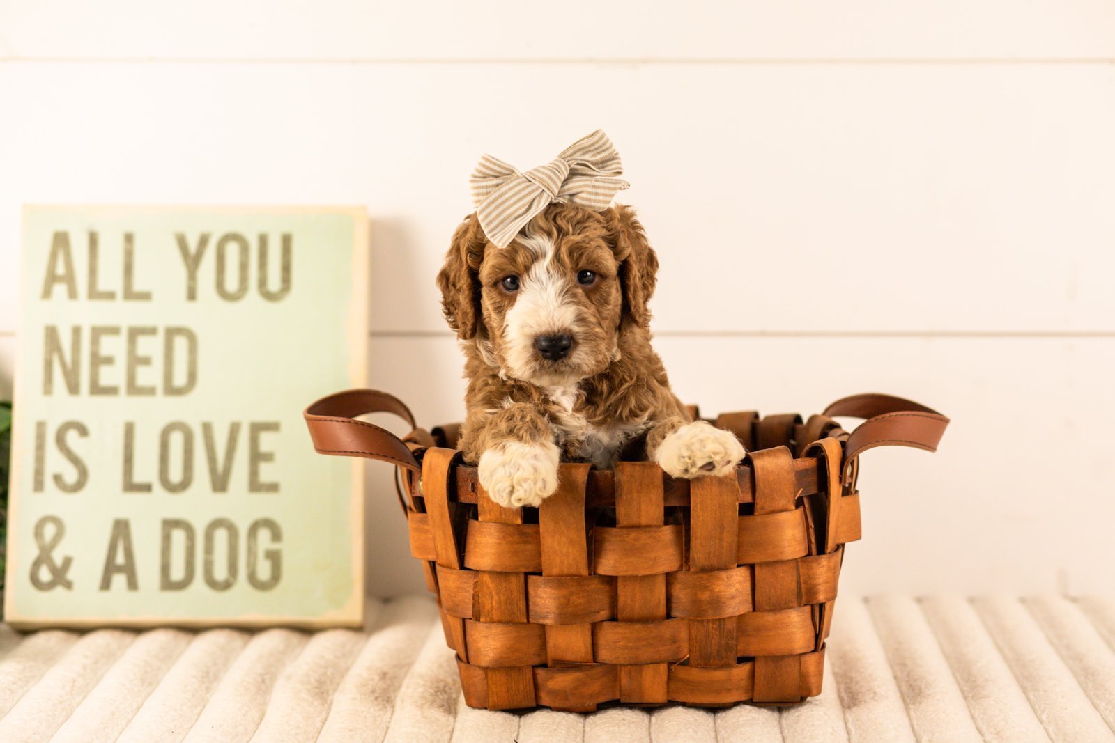 Lindsey goldendoodle for sale(4).jpg