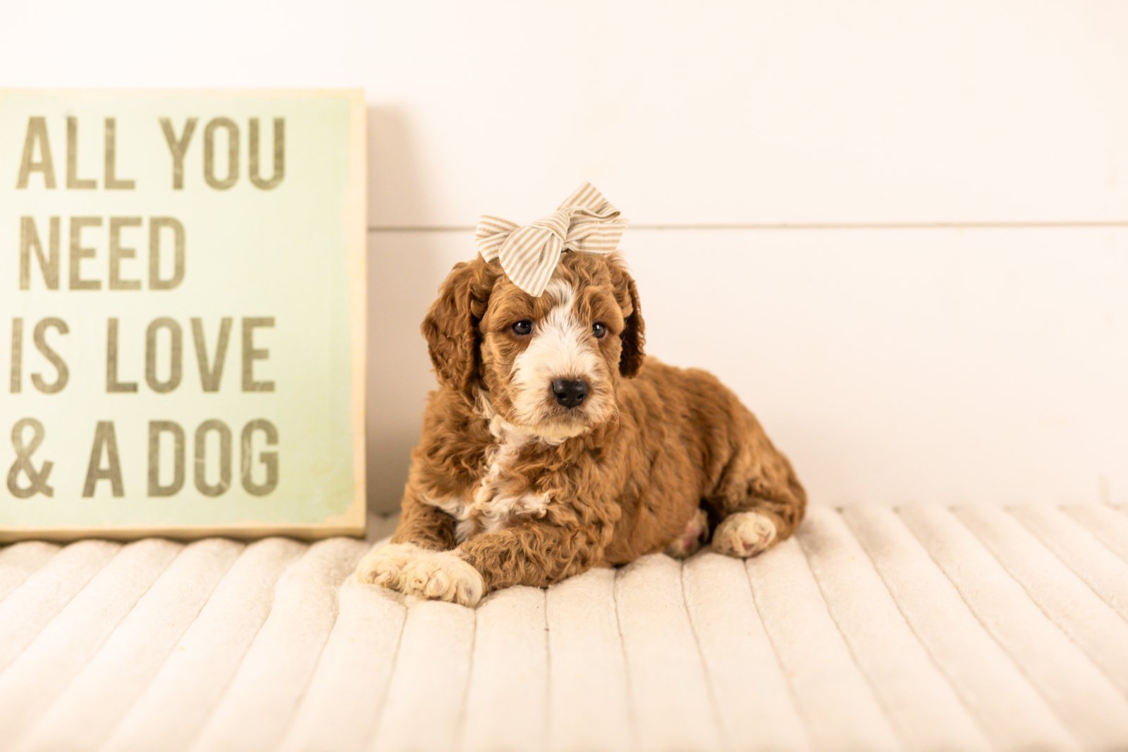 Lindsey goldendoodle for sale.jpg