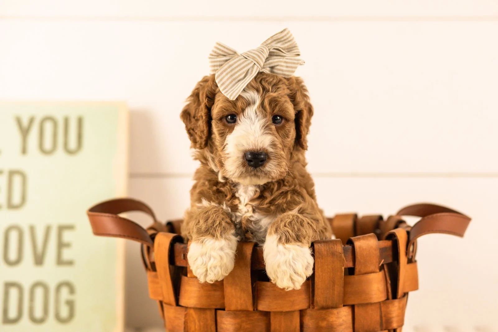 Lindsey goldendoodle for sale(3).jpg