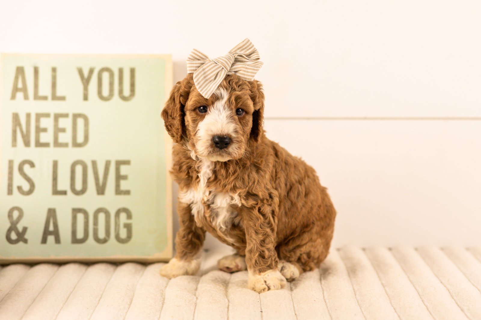 Lindsey goldendoodle for sale(2).jpg