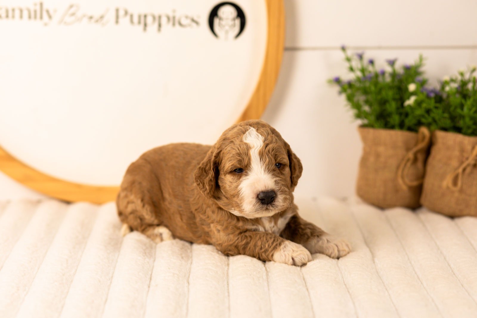 Lindsey goldendoodle for sale.jpg