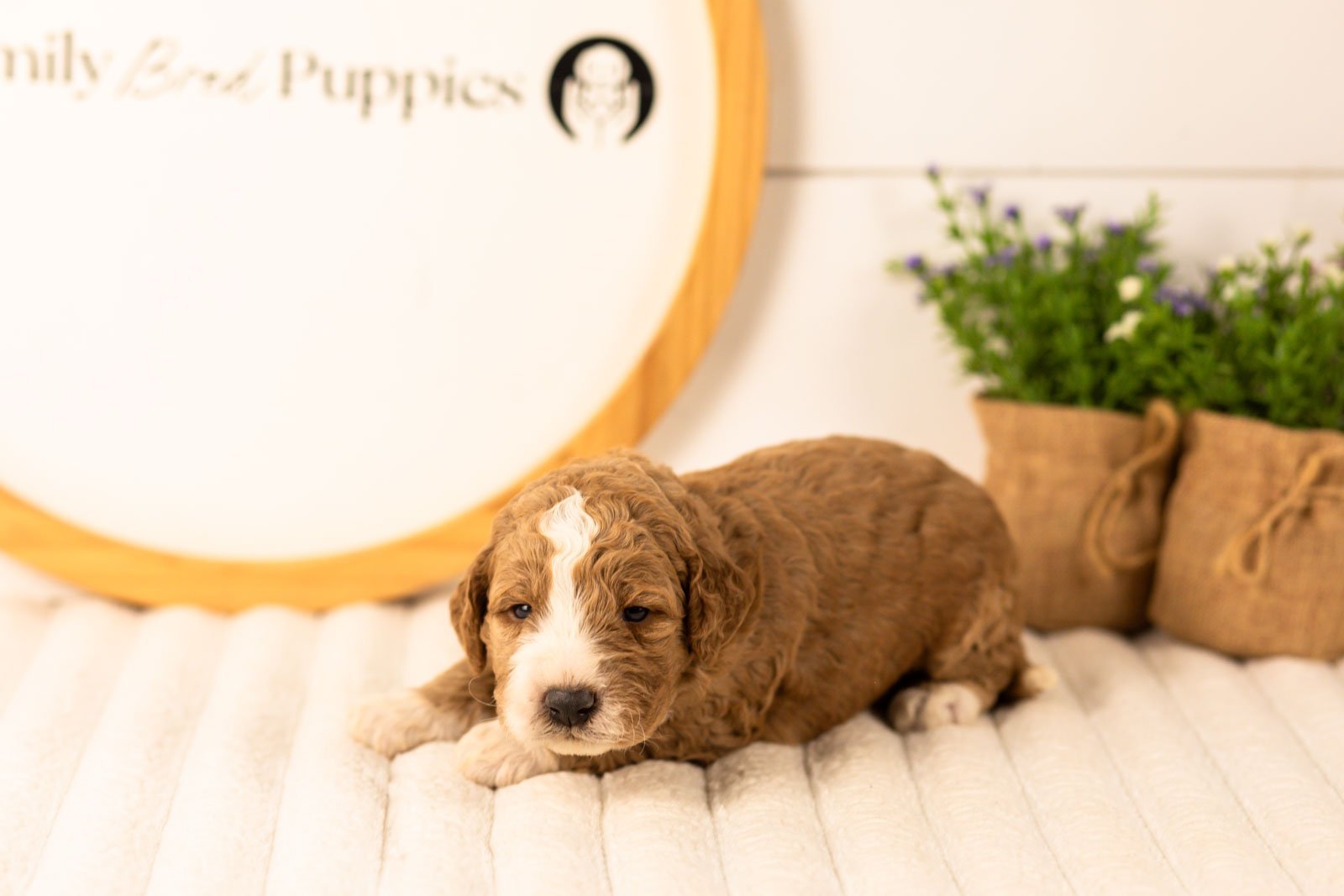 Lindsey goldendoodle for sale(2).jpg