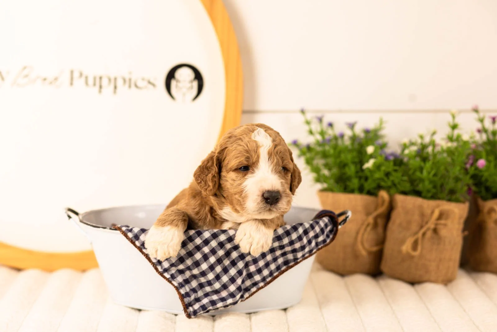 Lindsey goldendoodle for sale(4).jpg