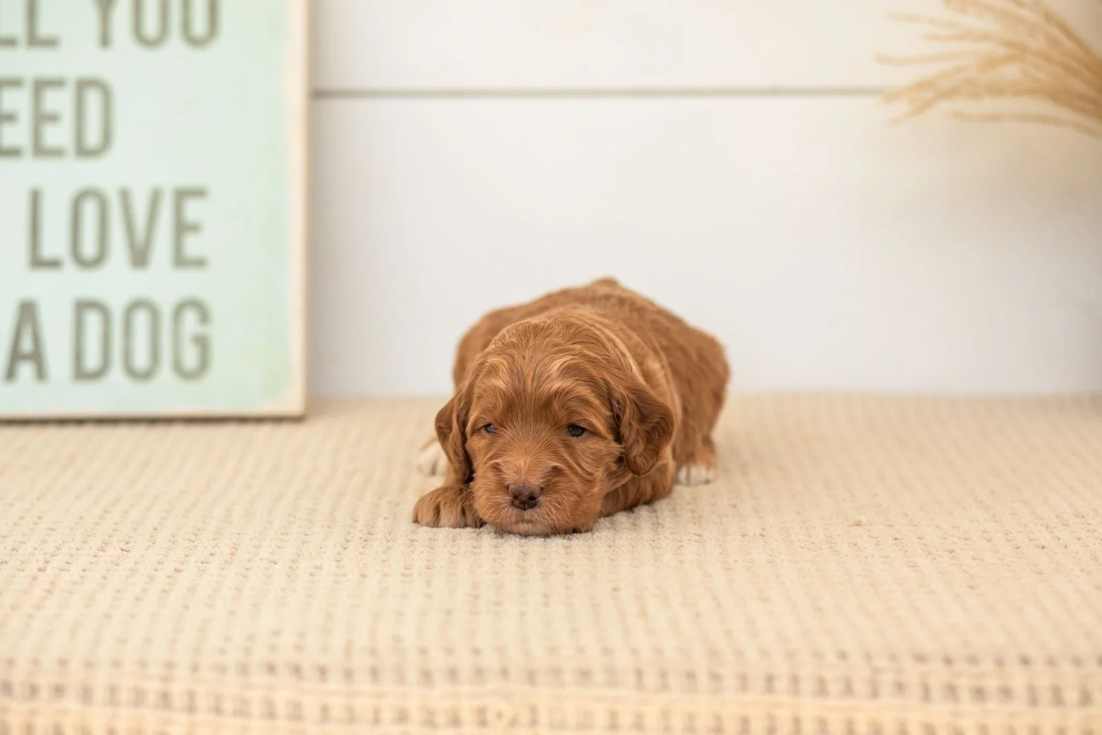 Belle goldendoodle for sale(4).jpg