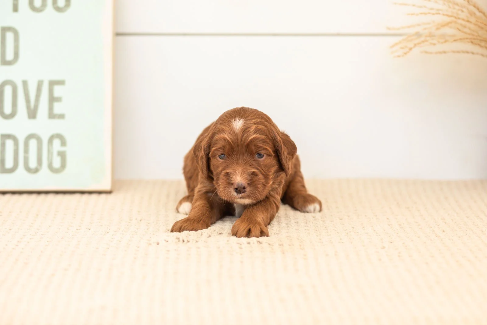 Betty goldendoodle for sale.jpg
