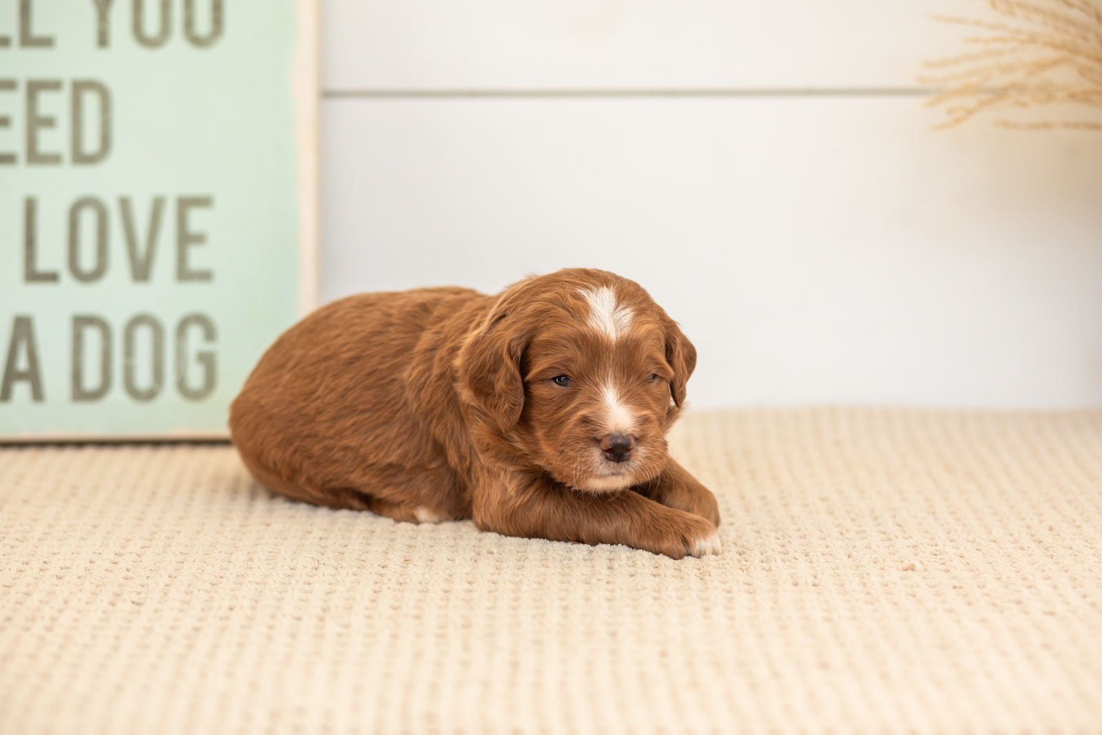 Beau goldendoodle for sale(1).jpg