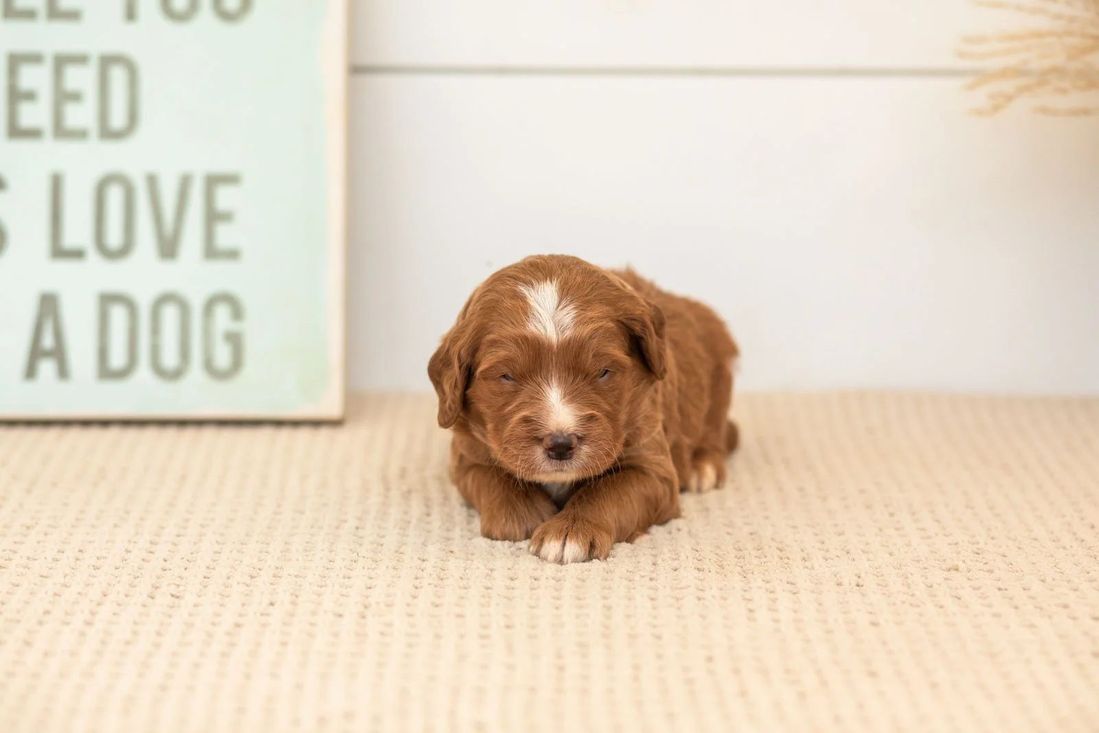 Beau goldendoodle for sale(4).jpg