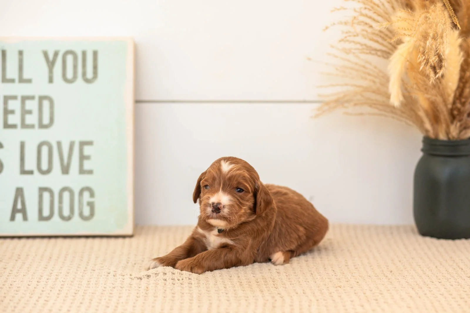 Bentley goldendoodle for sale.jpg
