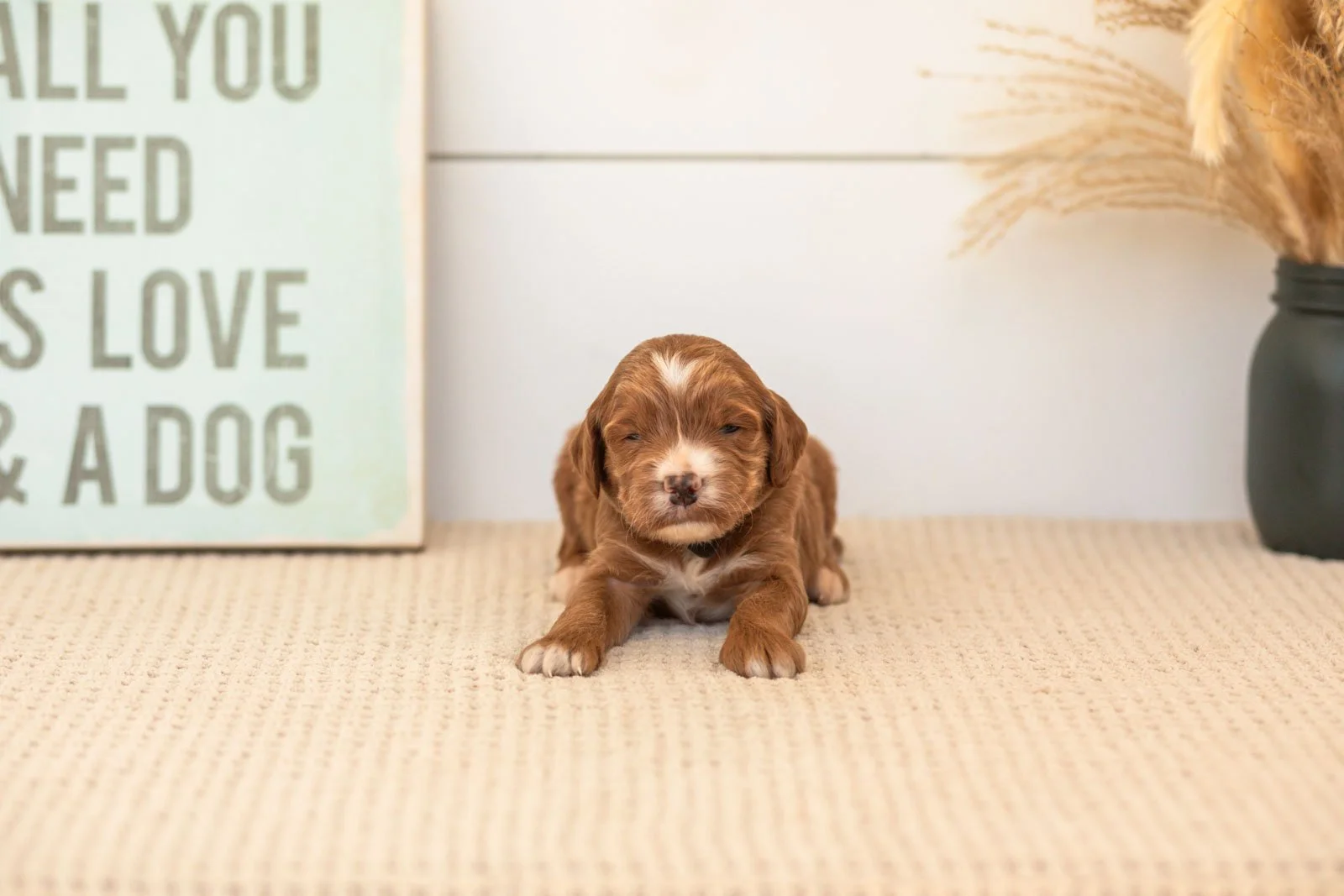 Bentley goldendoodle for sale(4).jpg
