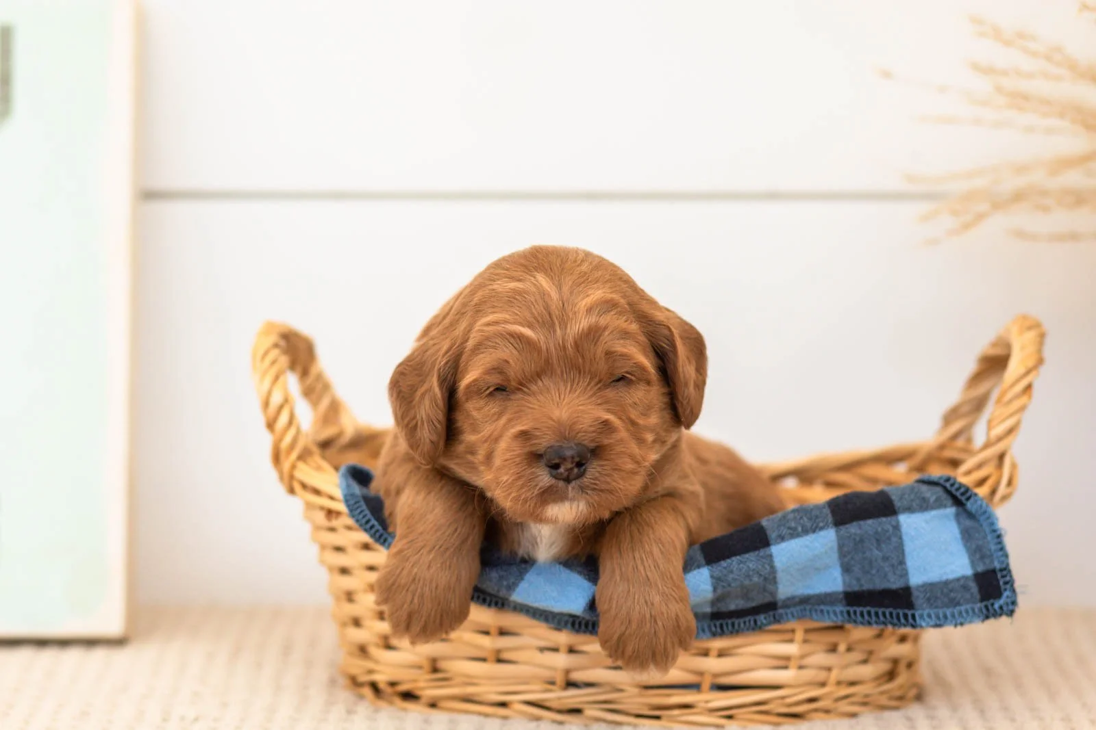 Brian goldendoodle for sale(1).jpg
