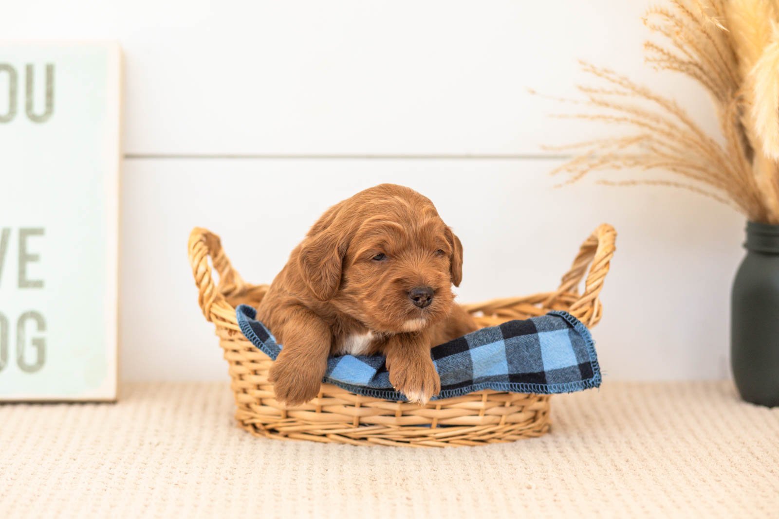 Brian goldendoodle for sale(2).jpg