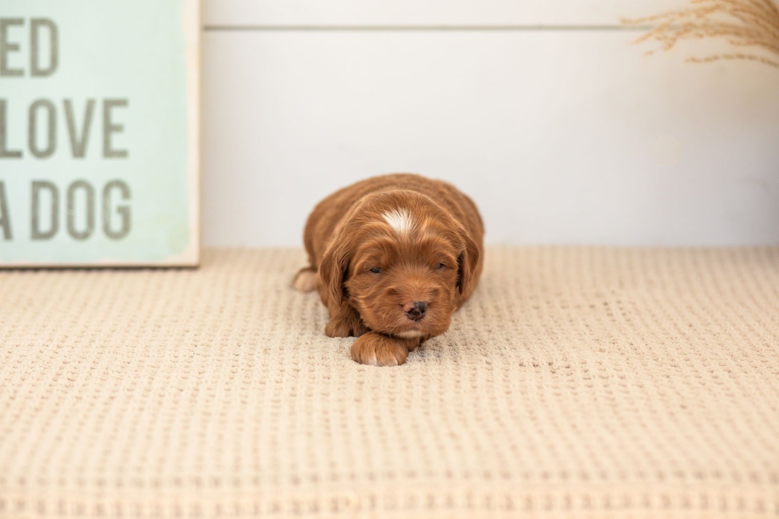 Bruce goldendoodle for sale(2).jpg