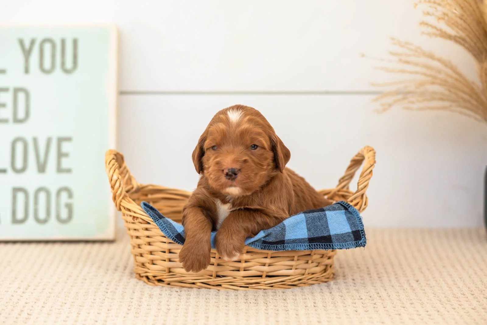 Bruce goldendoodle for sale(1).jpg
