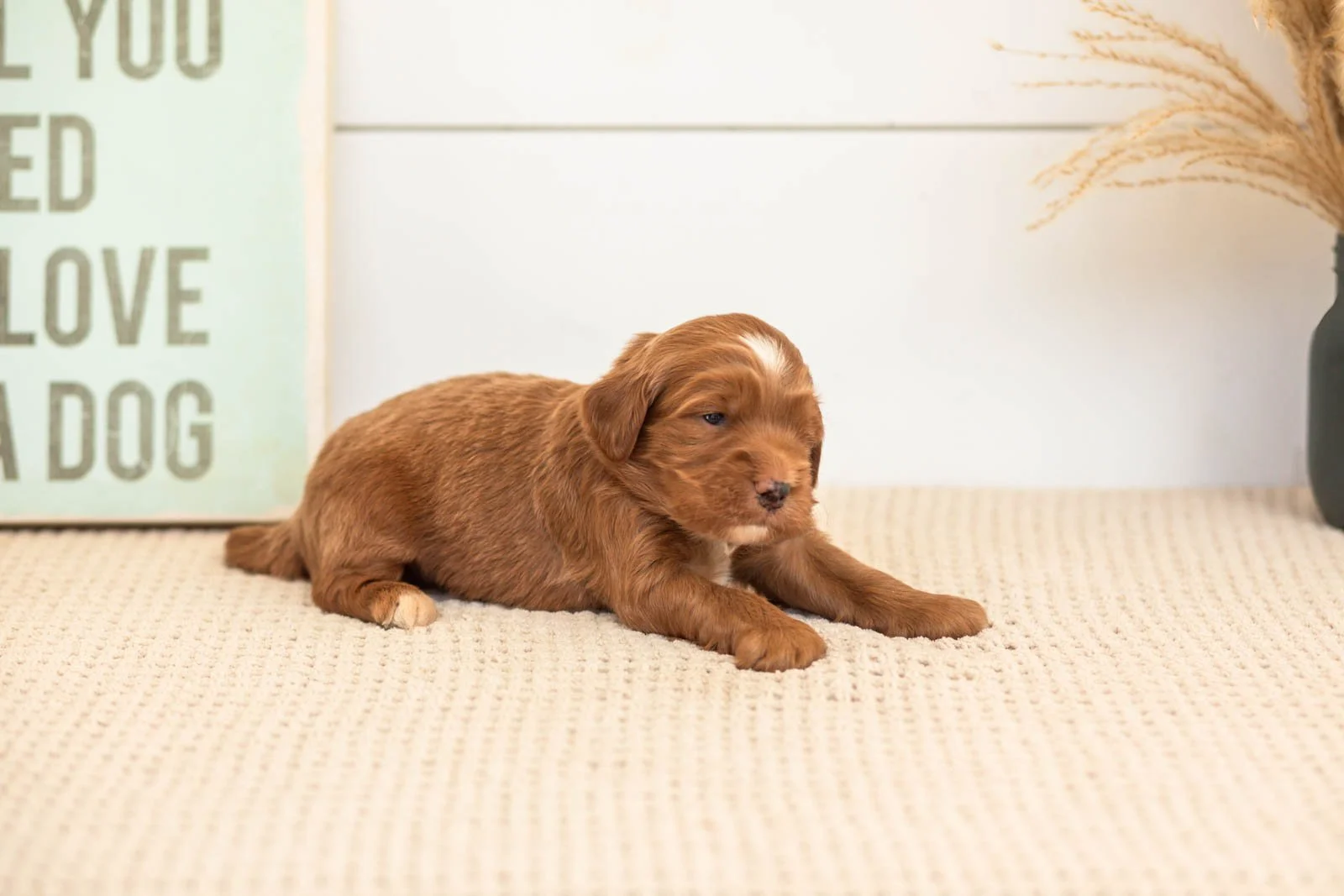 Bruce goldendoodle for sale(4).jpg