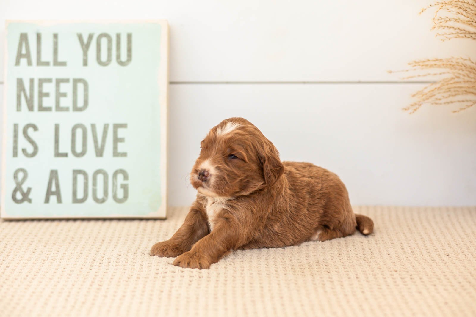 Bailey goldendoodle for sale.jpg